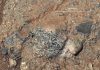 Curiosity rover finds evidence of Mars’ primitive continental crust