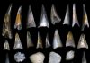 Exit dinosaurs, enter fishes: Mass extinction event that killed the dinosaurs gave rise to modern ‘age of fishes’