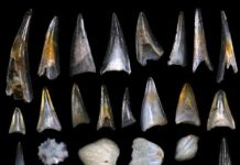 Exit dinosaurs, enter fishes: Mass extinction event that killed the dinosaurs gave rise to modern ‘age of fishes’