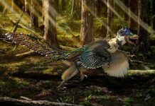 Feathered cousin of famous movie star dino unearthed in China