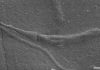 Five bizarre fossil discoveries that got scientists excited