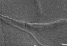 Five bizarre fossil discoveries that got scientists excited