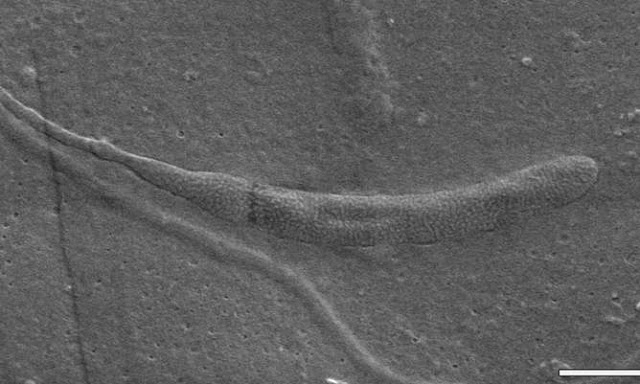 recent fossil discoveries