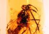 Flies that pollinized Cretaceous plants 105 million years ago