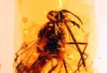 Flies that pollinized Cretaceous plants 105 million years ago