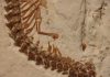 Four-legged snake fossil found