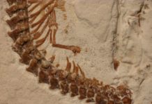Four-legged snake fossil found