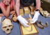 French teen finds 560,000 year-old tooth