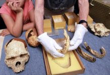French teen finds 560,000 year-old tooth