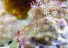Hard soft coral: New genus and species of ‘living fossil’ octocoral related to blue coral
