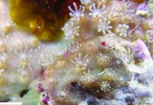 Hard soft coral: New genus and species of ‘living fossil’ octocoral related to blue coral