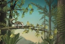 Jurassic saw fastest mammal evolution