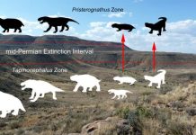 When it comes to extinction, body size matters