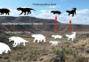 Karoo reveals mass extinction around 260 million years ago