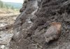 Mammoths killed by abrupt climate change