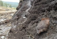 Mammoths killed by abrupt climate change