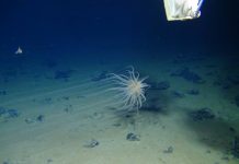 Managing mining of the deep seabed
