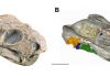Neutrons show that 260 million years ago the Pristerodon could already hear airborne sound