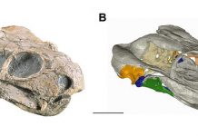 Neutrons show that 260 million years ago the Pristerodon could already hear airborne sound