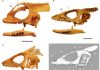 Newly discovered 48-million-year-old lizard walked on water in Wyoming