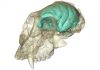 Old World monkey had tiny, complex brain