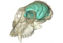 Old World monkey had tiny, complex brain
