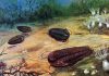 Plate tectonics may have driven the evolution of life on Earth