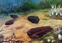 Plate tectonics may have driven the evolution of life on Earth