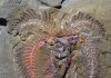 Spectacular Moroccan fossils redefine evolutionary timelines