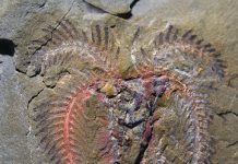 Spectacular Moroccan fossils redefine evolutionary timelines