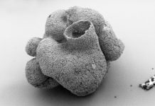 Tiny sponge fossil predates the Cambrian explosion