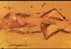 Trapped in Amber: Ancient fossils reveal remarkable stability of Caribbean lizard communities