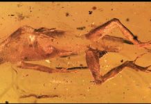 Trapped in Amber: Ancient fossils reveal remarkable stability of Caribbean lizard communities