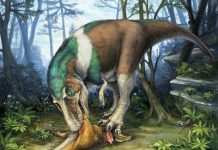 Unique tooth structure allowed predatory dinosaurs to efficiently crunch flesh and bone