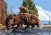 Who is the boss?: Head-butting and canine display during male-male combat first appeared some 270 million years ago.