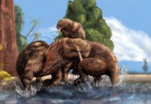Who is the boss?: Head-butting and canine display during male-male combat first appeared some 270 million years ago.