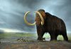 First comprehensive analysis of the woolly mammoth genome completed