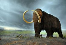 First comprehensive analysis of the woolly mammoth genome completed