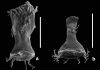 415-million-year-old malformed fossil plankton reveal that heavy metal pollution might have contributed to some of the world’s largest extinction events