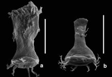 415-million-year-old malformed fossil plankton reveal that heavy metal pollution might have contributed to some of the world’s largest extinction events