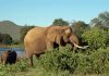 4 million years at Africa’s salad bar