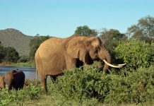 4 million years at Africa’s salad bar