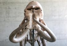 Ancient mammoth remains found in Switzerland