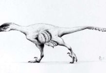 Big dinosaur discoveries in tiny toothy packages