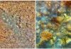 Carbon dioxide-spewing volcano drives reef from coral to algae