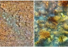 Carbon dioxide-spewing volcano drives reef from coral to algae