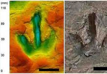 Carnivorous dinosaurs strolled along beach