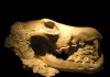 Competition from cats drove extinction of many species of ancient dogs
