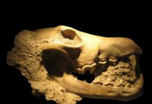 Competition from cats drove extinction of many species of ancient dogs