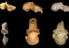 Earliest baboon found at Malapa